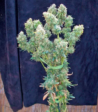 Yumbolt 47 (World of Seeds) Cannabis-Samen