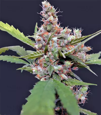 CBD Blue Shark (Barney's Farm) Cannabis-Samen