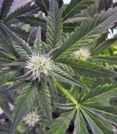 Cream 47 (Sweet Seeds) Cannabis-Samen