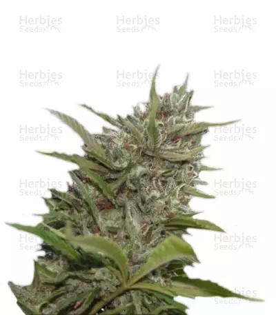 Auto Whiteberry (Paradise Seeds) Cannabis-Samen