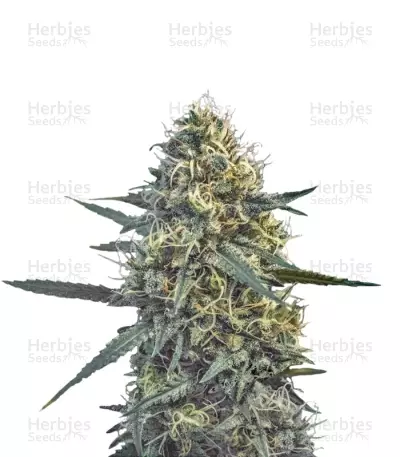 Critical Hog (T.H. Seeds) Cannabis-Samen