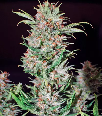 Wembley (Pyramid Seeds) Cannabis-Samen