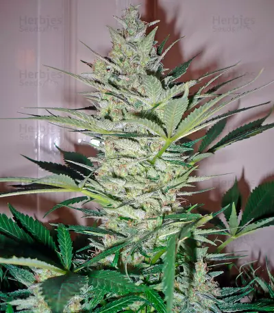 AK-47 (Serious Seeds) Cannabis-Samen
