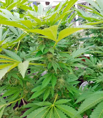 Amnesi-K Lemon strain