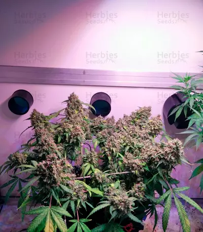 Auto White Widow (Dutch Passion) Cannabis-Samen