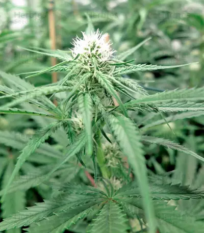 Big Kush strain