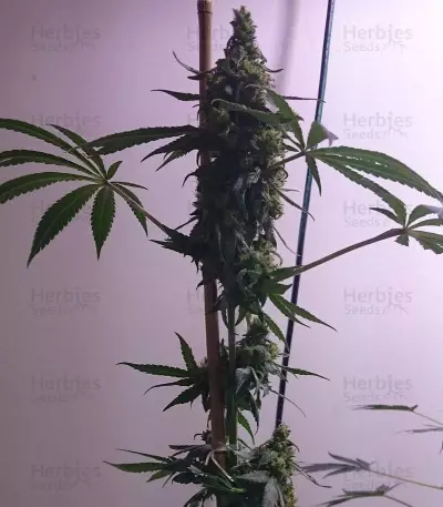 Bona Dea CBD+ (Vision Seeds) Cannabis-Samen