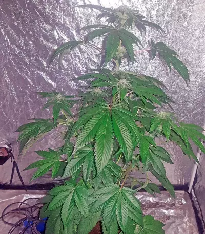 Bubba Kush (Humboldt Seeds Organization) Cannabis-Samen