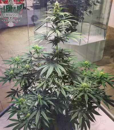 Cannatonic regular (Resin Seeds) Cannabis-Samen
