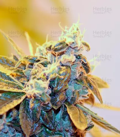 Damn Sour (GHS) Cannabis-Samen