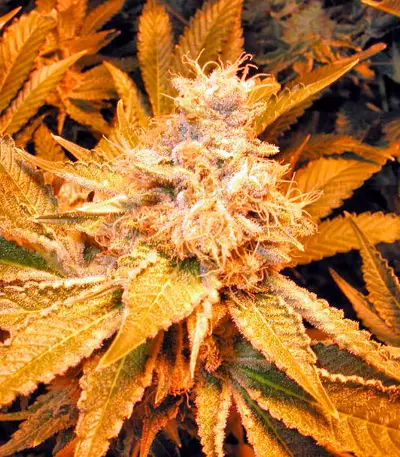Dr. Greenthumb’s Em-Dog by B-Real (Humboldt Seeds Organization) Cannabis-Samen