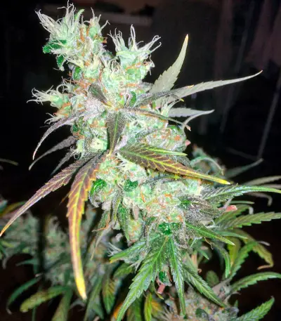 Kali Mist regular (Serious Seeds) Cannabis-Samen