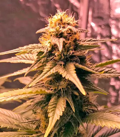 Original Amnesia (Dinafem Seeds) Cannabis-Samen