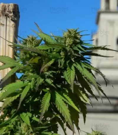 Royal Medic CBD (RQS) Cannabis-Samen