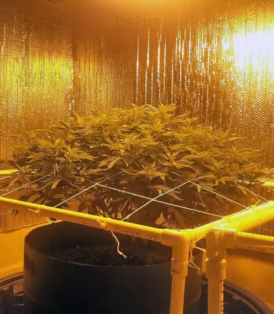 Russian Snow (Vision Seeds) Cannabis-Samen