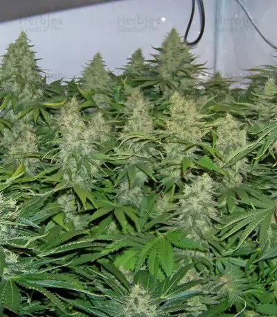 Special Kush #1 cannabis strain