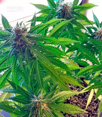 Sugar Mango Ryder Auto (World of Seeds) Cannabis-Samen