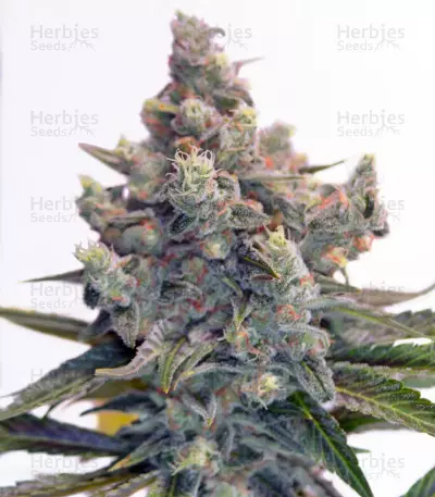 Big Devil F1 Fast Version weed strain