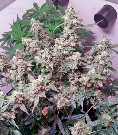 PolarLight #2 Auto (Dutch Passion) Cannabis-Samen