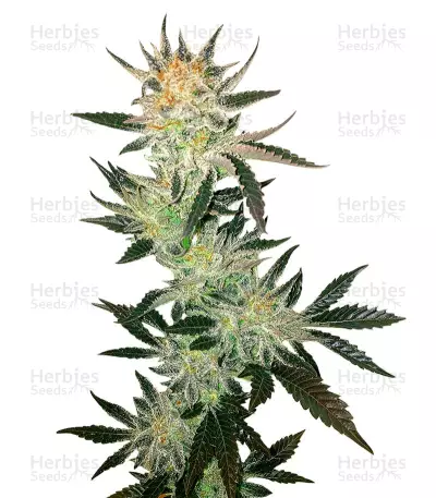 White Rhino regular (Nirvana Seeds) Cannabis-Samen