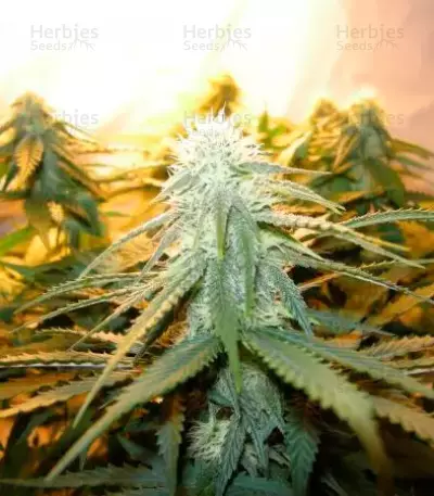 Sugar Black Rose (Delicious Seeds) Cannabis-Samen