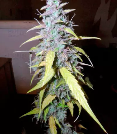 Auto Northern Lights (Pyramid Seeds) Cannabis-Samen