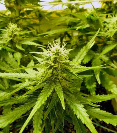 Auto Super Hash (Pyramid Seeds) Cannabis-Samen