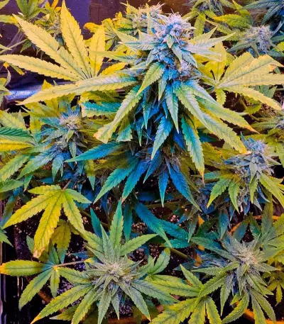 Automaria II (Paradise Seeds) Cannabis-Samen