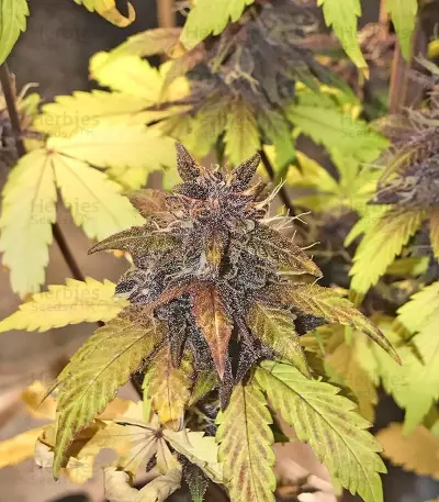 Blackberry Auto feminisierte Samen (Fast Buds)