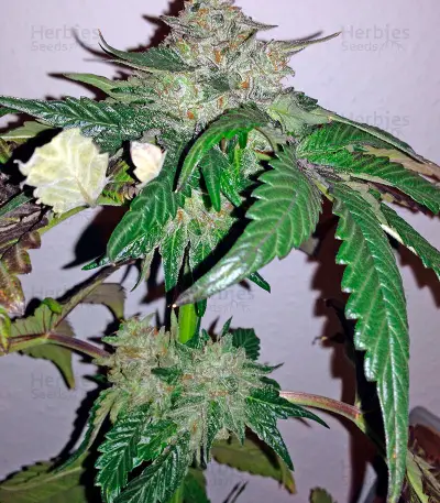 Caramel Kush (00 Seeds)
