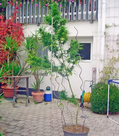 Chronic regular (Serious Seeds) Cannabis-Samen