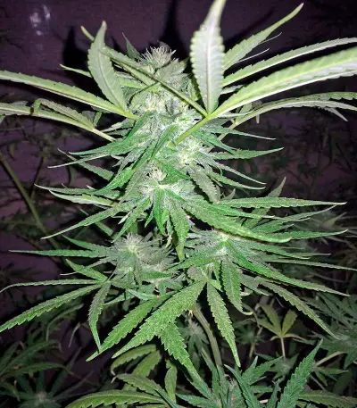 Critical Cheese (Dinafem Seeds) Cannabis-Samen