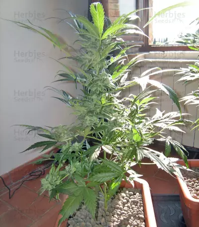 Mohan Ram (Sweet Seeds) Cannabis-Samen