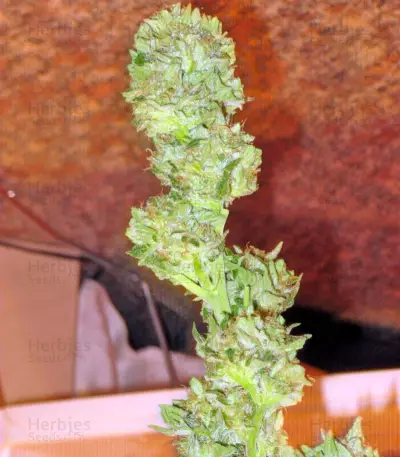 Trainwreck (Humboldt Seeds Organization) Cannabis-Samen