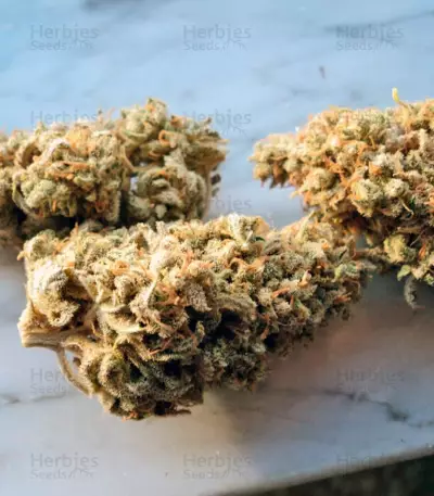 Big Foot (Sweet Seeds) Cannabis-Samen