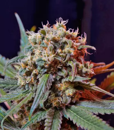 Green Poison F1 Fast Version (Sweet Seeds) Cannabis-Samen