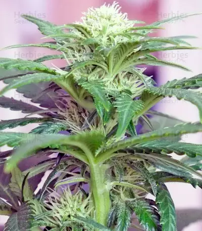 Ladyburn 1974 (GHS) Cannabis-Samen