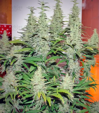 Ladyburn 1974 (GHS) Cannabis-Samen