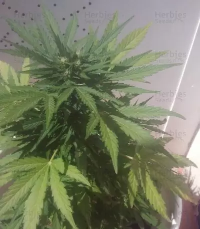MAXI GOM Auto (Grass-O-Matic) Cannabis-Samen