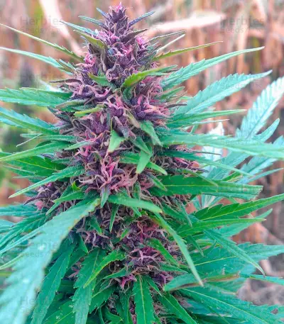 Shaman (Dutch Passion) Cannabis-Samen