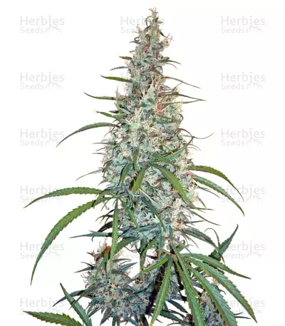 Silver Haze (Sensi Seeds) Cannabis-Samen