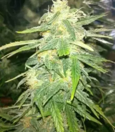 Auto Speed Bud (Female Seeds) Cannabis-Samen