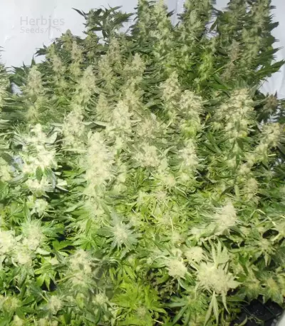 Mother Gorilla (Royal Madre) (RQS) Cannabis-Samen