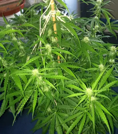 2 Fast & 2 Vast Auto (Heavyweight Seeds) Cannabis-Samen