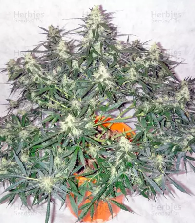 Auto Whiteberry (Paradise Seeds) Cannabis-Samen