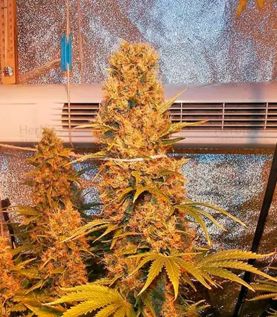 Blue Thai (Dinafem Seeds) Cannabis-Samen