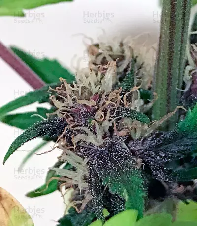 Buddha Purple Kush Auto (Buddha Seeds) Cannabis-Samen