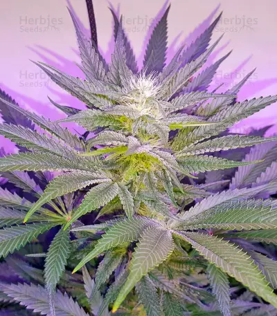 Dr. Greenthumb’s Em-Dog by B-Real (Humboldt Seeds Organization) Cannabis-Samen