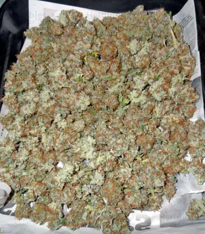 Mazar X Great White Shark (World of Seeds) Cannabis-Samen
