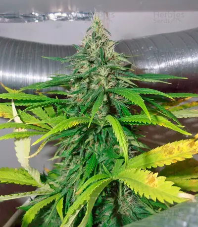 Mazar (Dutch Passion) Cannabis-Samen